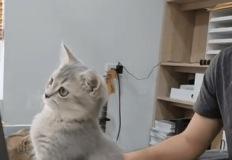 “도와줄게요… 근데 이게 뭐죠?” 모니터 앞을 점령한 고양이 비서님 이미지