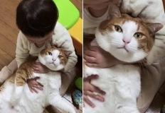 아기가 귀엽다면서 끌어 안고 있는 탓에 꼼짝 못하게 된 고양이의 표정 이미지