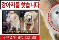 "믿을 수가 없어요"...사라진 강아지의 비극, 건강원에서 보약으로 돌아온 사연 이미지