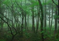 "숲의 싱그러움과 자연을 온전히 느끼고 싶다면?" 제주 사려니숲길, 삼나무 숲 산책 이미지