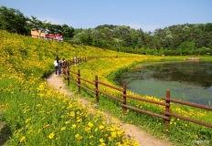 "무료라서 더 좋아요" 5월 유채꽃이 활짝 핀 명소 이미지