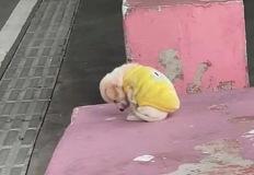 주인에게 버림 받은 충격과 추위에 벌벌 떨며 고개 숙이고 있는 새끼 유기견 이미지
