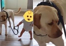 걸음마 이제 막 뗀 아기가 리드줄 잡고 '뒤뚱뒤뚱' 걸어가자 강아지의 표정 이미지