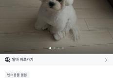 당근에서 지원자 폭발했다는 알바.jpg 이미지
