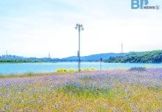 “파란 꽃물결 보고 싶다면 이 타이밍” 곧 절정 맞는 수레국화 명소 이미지