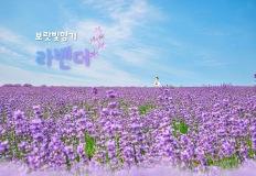 환상적인 보랏빛 향기가 물드는 초여름 라벤더 명소 TOP 9 이미지