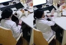 수의사 선생님이 자신 향해 거침없이 '냥펀치' 날리는 고양이를 대하는 자세 이미지