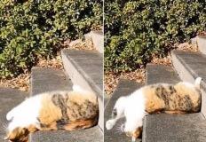 계단 내려가기 너무 귀찮았던 고양이가 계단 내려가는 꼼수 이미지