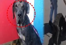 "돌까지 던져"...돌멩이 속 유기견, 아무에게도 사랑받지 못한 가슴 아픈 사연 이미지