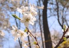 천식 주요 증상, 감기와 혼동하지 않아야 이미지