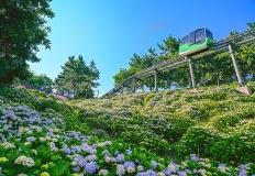 6월 한 달 동안 펼쳐지는 '마법' 장생포 고래 문화마을에서 즐기는 수국꽃 길 이미지
