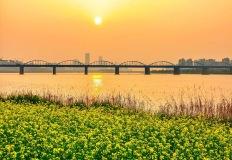 “노란 꽃길이 펼쳐진다”… 반포 서래섬 유채꽃 여행 추천 이미지