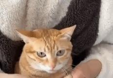“리듬이 몸을 지배한다” 베이스에 흔들리는 고양이 배의 위엄 이미지