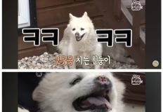 36년 장수한 강아지 이미지