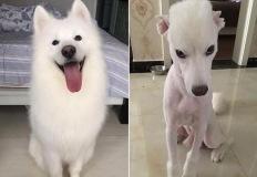 미용실 갈 수 없어 남친한테 강아지 미용 부탁한 여친이 뒷목 잡은 이유 이미지
