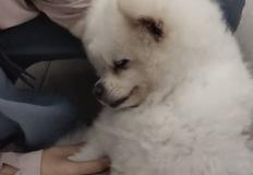 퇴근한 주인과 거울 본 강아지, '이 표정' 지으며 시위한 이유 이미지