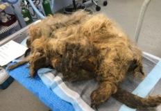 "다행이다"...고독사와 함께 숨겨졌던 생명, 기적적으로 살아난 두 번째 삶은? 이미지