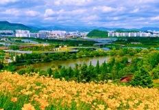 “이 풍경, 현실 맞아?” 꽃덕후 심장 저격할 금계국 명소 2선 이미지