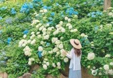 “모르면 놓친다!” 딱 한 달 뒤 만개하는 수국 명소, 미리 보기 이미지