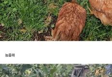 양계장에서 구출한 폐계닭을 2년간 키운 근황 이미지