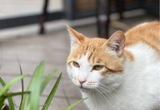 "반려동물에 치명적..." 의외로 독성이 있는 반려식물들?! 이미지