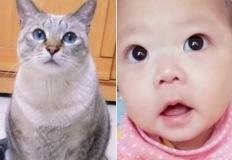 10년 함께 산 고양이가 떠나기 전 "내 아이로 태어나줘" 말했더니 생긴 일 이미지