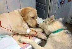 아내가 갑자기 병원에 입원하자 걱정된 남편 강아지가 보인 행동 이미지