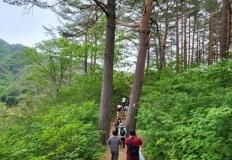 문이 열렸다, 시간 속을 걷는 길… 600년 소나무가 지키는 그 숲 이미지