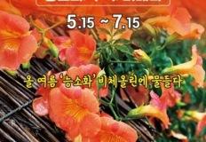 "두 달간 이어지는 주황꽃비" 비체올린에서 펼쳐지는 능소화 여름꽃 축제 이미지