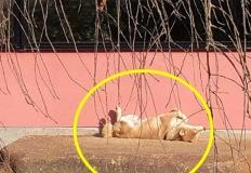 외롭게 혼자있는 강아지 걱정돼 황급히 학교 마치고 온 꼬마 주인이 마주한 모습 이미지