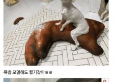 다리 길이가 남다른 말티즈 자랑 이미지