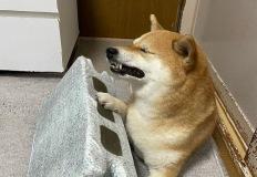 평소 엄살 심한 시바견에게 벽돌 모양 쿠션을 줘봤습니다 이미지