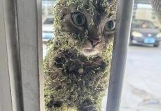 작은 모험을 끝내고 돌아온 고양이.jpg 이미지
