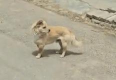 "이게 가능해?" 문구멍으로 '쏙!' 사라진 강아지! 이미지