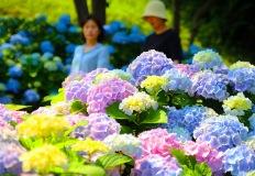 "꽃과 바다에 둘러싸여 걷는 기분"  6월이면 부모님들이 찾는 수국 명소 이미지