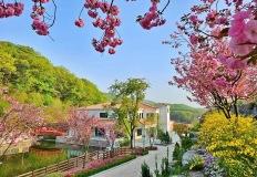 “튤립 만개 절정”…용인 자작나무숲 봄꽃 데이트 명소 이미지