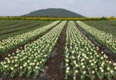 "나랑 대파밭을 걸을래요?!" 제주, 보롬왓 대파축제. 제주 봄바람이 어우러진 신선함 이미지