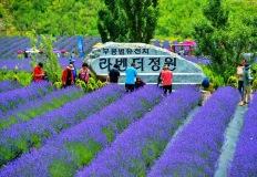 “보랏빛 감성 끝판왕”… 야간까지 즐기는 강원 라벤더 명소 이미지