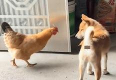 닭이 배부른 강아지 밥그릇에 접근하면 벌어지는 일 이미지