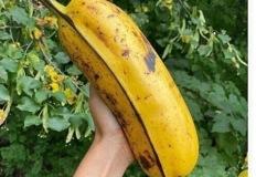 바나나 한 개로 하루 세 끼 거뜬 (有) 이미지