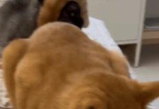 고양이 꼬리로 만든 머리띠를 쓴 고양이.gif 이미지