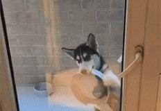 늦잠자서 개 밥주는 시간 놓쳤더니 생긴 일.gif 이미지