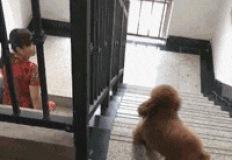 주인이 귀가하자 좋아서 난리난 강아지.gif 이미지