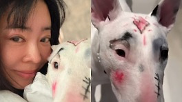 이혜영, 반려견에 메이크업 논란 일자 삭제…