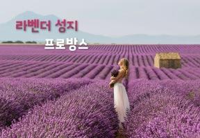 "전 세계가 주목하는 라벤더 성지" 프랑스 남부 여행, 프로방스 이미지