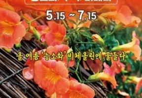 "두 달간 이어지는 주황꽃비" 비체올린에서 펼쳐지는 능소화 여름꽃 축제 이미지