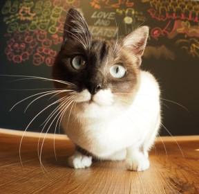 [알쓸신세] 일본은 왜 '고양이 천국'이 되었을까