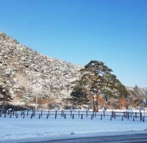 [카메라뉴스] 설경과 어우러진 정이품송