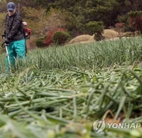 [순간 포착] 양파 가격 '폭락'에 농민들 울상.. "양파대 잘라내 폐기"