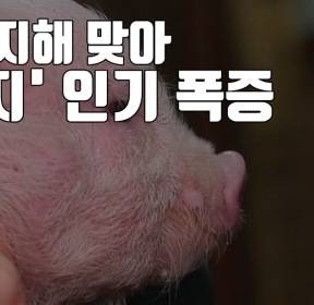 [자막뉴스] 돼지해 맞아 '미니 돼지' 인기 폭발한 러시아 상황